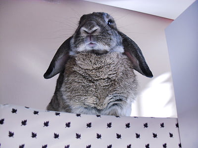 brown and black rabbit in front of white painted wall during daytime thumbnail
