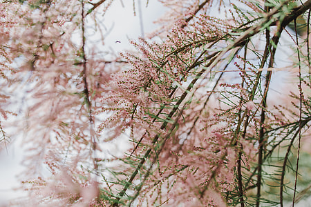 Tree bloom in early Spring thumbnail