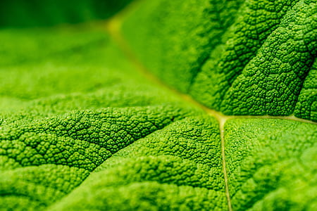 macro photography of green leaf thumbnail