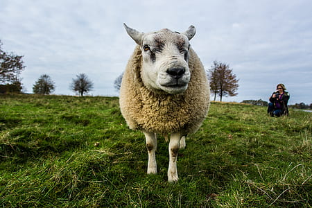 Beige Sheep on Green Grass Field Under Gray Sky thumbnail