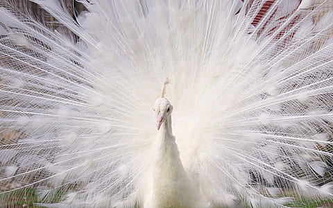close-up photo of white peacock thumbnail