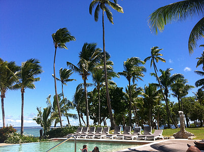 palm trees near swimming pool during daytime thumbnail