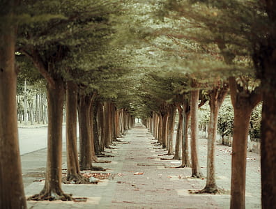 Trees in Straight Line Beside Pathway thumbnail