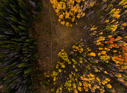 aerial photography of forest thumbnail