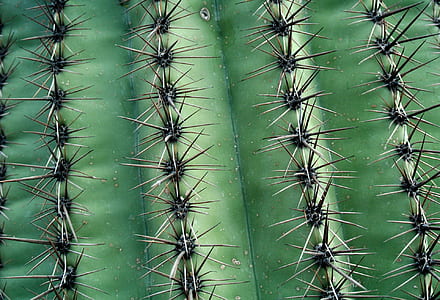 green cactus with water dew thumbnail