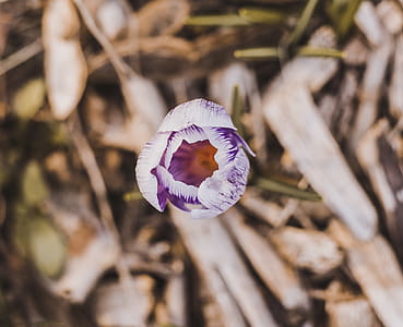 White and Purple Petaled Flower thumbnail