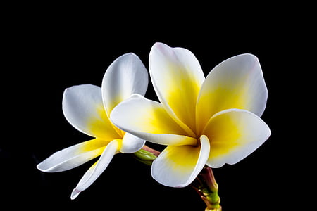 white and yellow flowers thumbnail