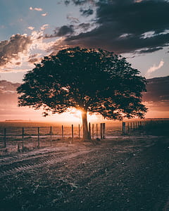green leafed tree near fence thumbnail