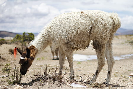white animal thumbnail