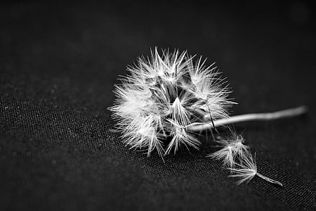 grayscale photography of dandelion flower on surface] thumbnail