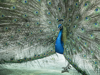 close-up photography of blue and green peacock thumbnail