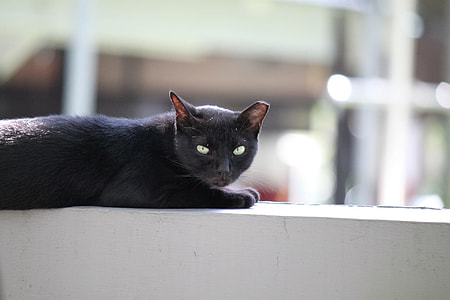 tilt shift lens photography of black tabby cat thumbnail