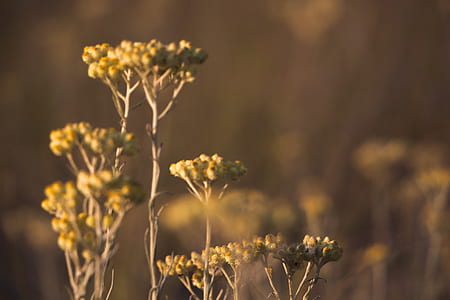 landscape, nature, flowers, garden thumbnail