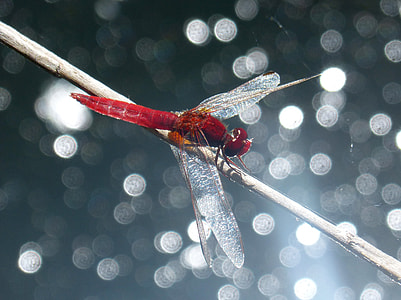 Red Dragonfly, Stem thumbnail