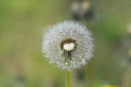 Dandelion, Seeds thumbnail