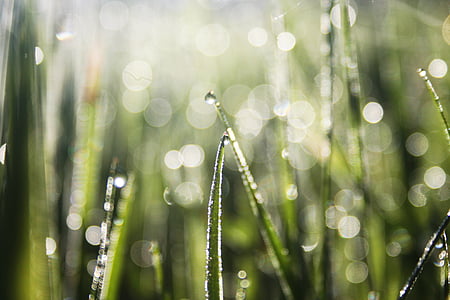 selective focus and bokeh photography of green plant thumbnail