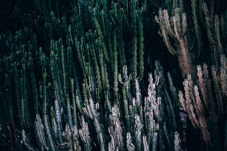 close-up of green cactus plant lot thumbnail