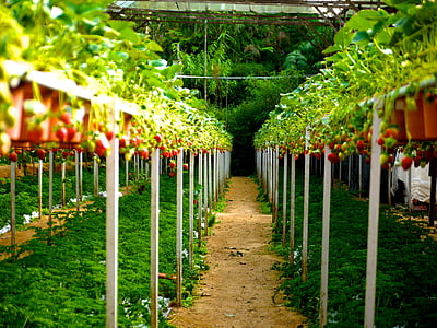 green leafed plant lot thumbnail
