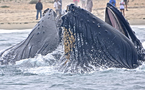 black humpback whale thumbnail