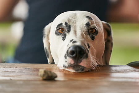 adult white and black dalmatian resting head on table thumbnail