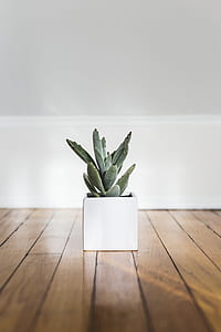 green succulent plant in white ceramic pot thumbnail