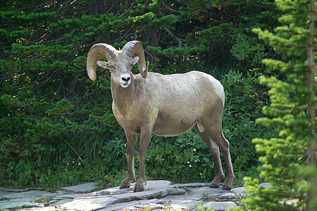 mountain goat surrounded by green leaf trees thumbnail