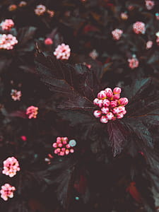 Selective Focus Photography of Pink Flowers thumbnail