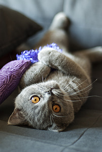 cat lying on bed thumbnail