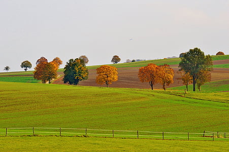 brown and green trees on grass field thumbnail