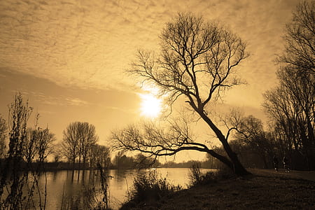 black tree near body of water under white sky thumbnail
