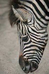 black and white zebra thumbnail