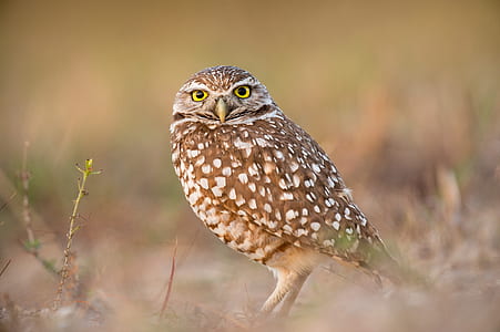 selective focus photo of brown and white owl thumbnail