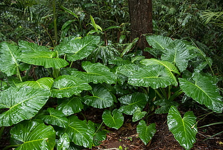 green taro plants near trees and plants thumbnail
