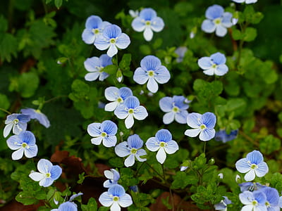 photo of blue flowers thumbnail
