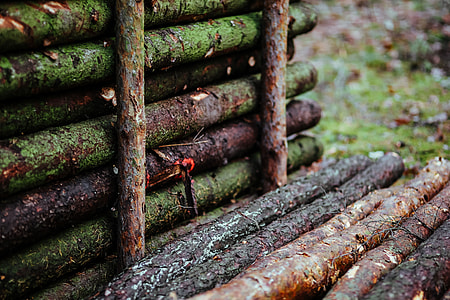 A walk in an autumn forest thumbnail
