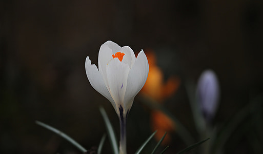 shallow focus photography of white flower thumbnail