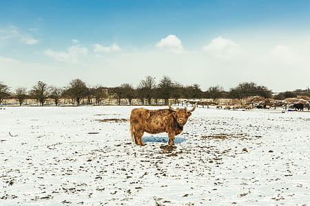 Brown Cattle on White Snow thumbnail