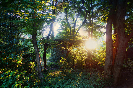 photography of green leafed trees thumbnail