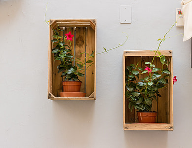 two potted petaled flowers on shelf thumbnail