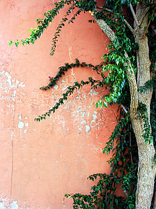 green leafed tree near orange wall thumbnail