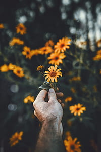 person holding sunflower background of trees thumbnail