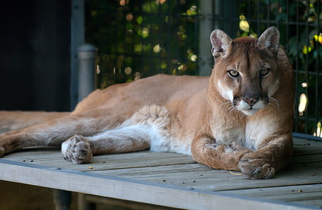 shallow focus photography of lioness thumbnail