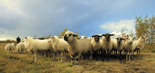 herd of sheep on grass field thumbnail