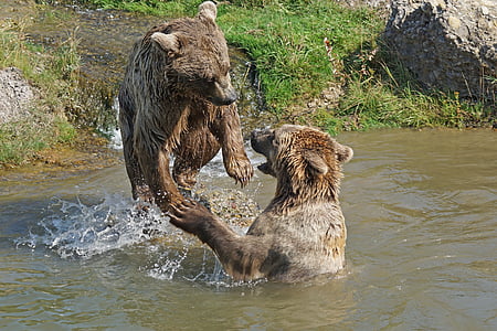 two brown bears on body of water thumbnail