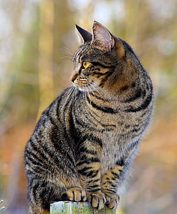 grey tabby cat thumbnail