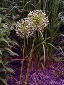 Allium flower spheres faded after the growing season. thumbnail