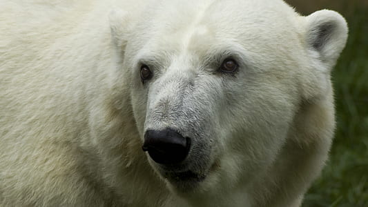 polar bear thumbnail