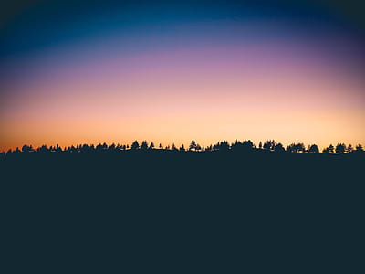 silhouette of tree during golden hour thumbnail