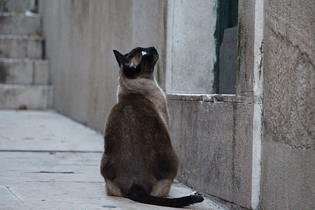Siamese cat looking at brown wooden door frame thumbnail