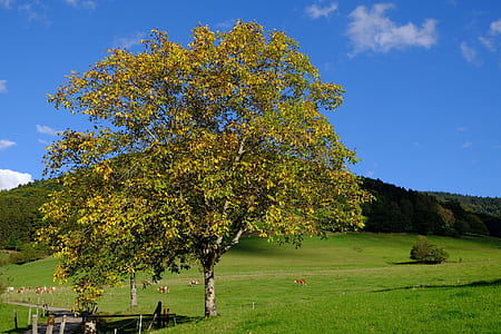 green tree near mountain at daytime thumbnail